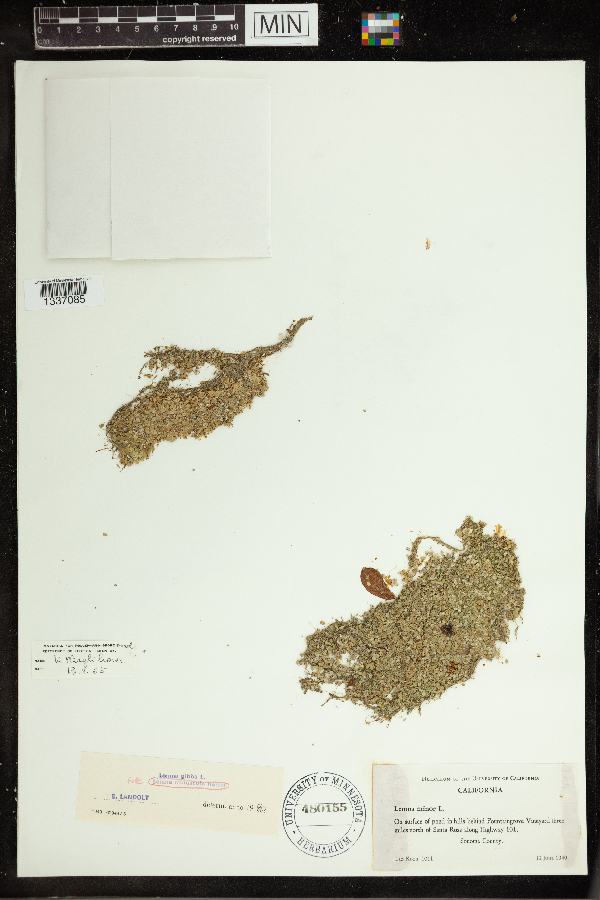 Lemna minuscula image