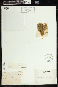 Lemna minuta image