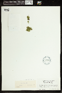 Lemna minuta image