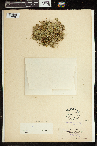 Lemna minuta image