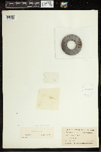 Lemna minuta image