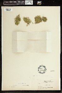 Lemna minuta image