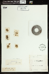 Lemna minuta image