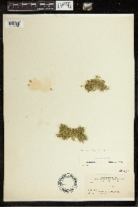 Lemna minuta image