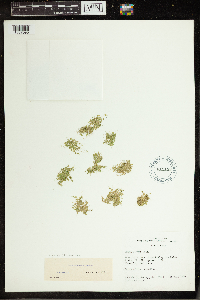 Lemna minuta image