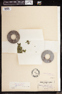 Media resource of Lemna perpusilla