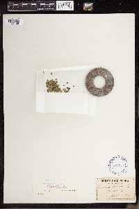 Lemna perpusilla image