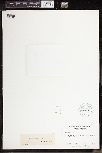 Lemna perpusilla image