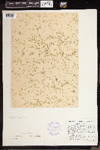 Lemna perpusilla image