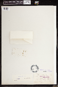 Lemna perpusilla image