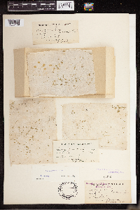 Lemna perpusilla image