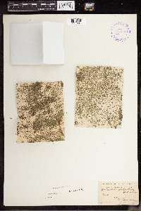 Lemna perpusilla image