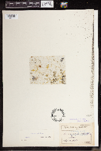 Lemna perpusilla image