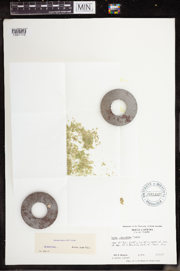 Lemna perpusilla image