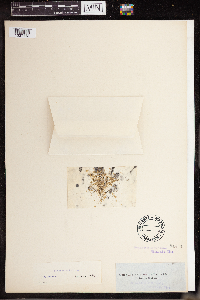 Lemna perpusilla image