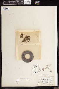 Lemna perpusilla image