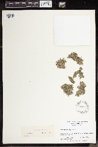 Lemna perpusilla image