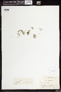 Lemna perpusilla image