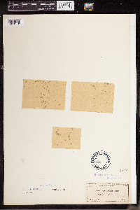 Lemna perpusilla image