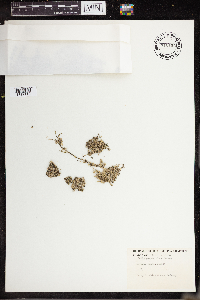 Lemna perpusilla image