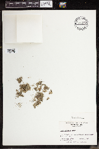 Lemna perpusilla image