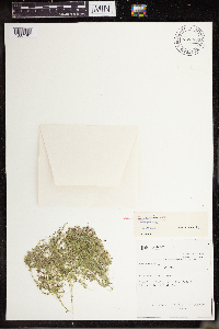 Lemna turionifera image