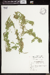 Lemna turionifera image