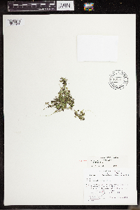 Lemna turionifera image