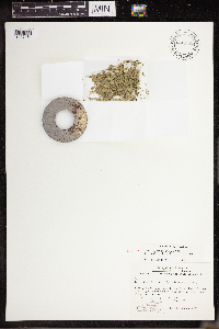 Lemna turionifera image