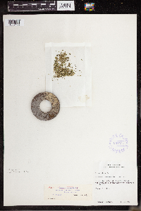 Lemna turionifera image