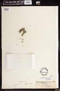 Lemna turionifera image