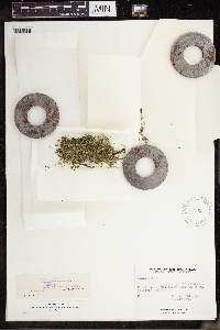 Lemna turionifera image