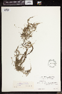 Lemna turionifera image