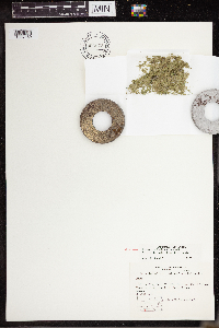 Lemna turionifera image