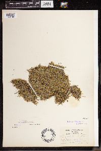 Lemna turionifera image