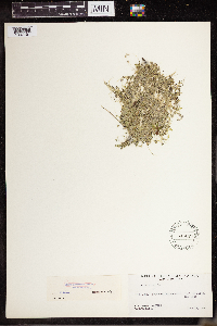 Lemna turionifera image