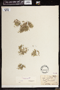 Lemna turionifera image