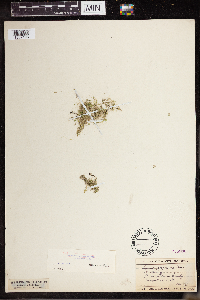 Lemna turionifera image