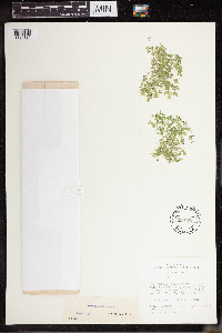 Lemna turionifera image