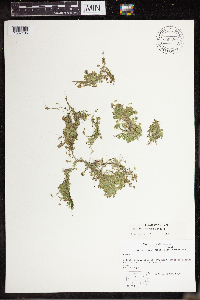 Lemna turionifera image