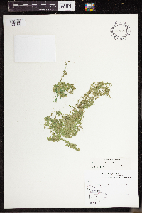 Lemna turionifera image