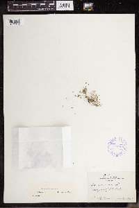 Lemna turionifera image