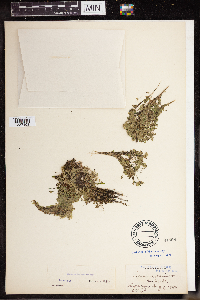 Lemna turionifera image