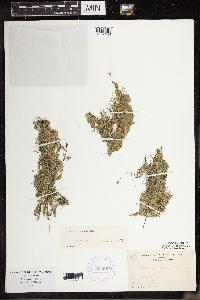 Lemna turionifera image