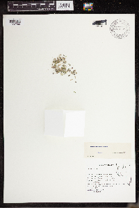 Lemna turionifera image