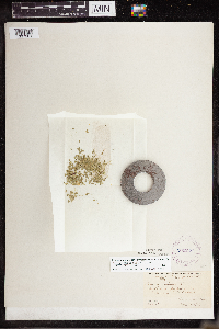 Lemna turionifera image