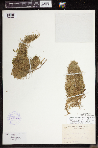 Lemna turionifera image