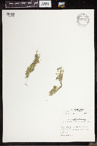 Lemna turionifera image