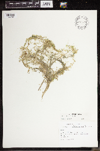 Lemna turionifera image