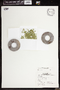 Lemna turionifera image